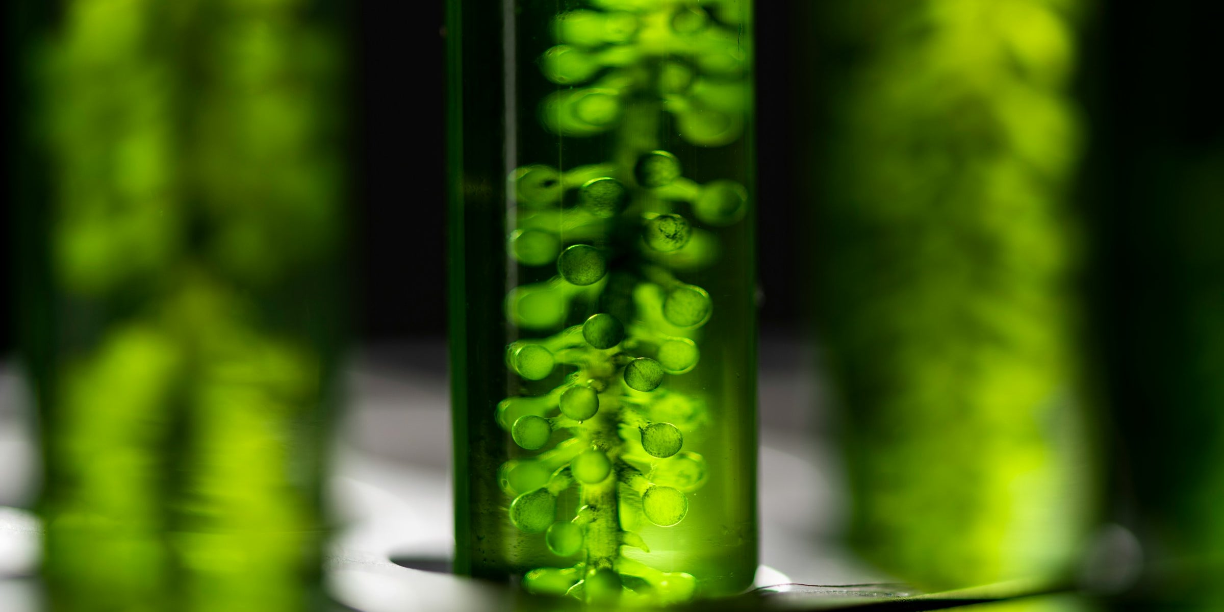 Ekstrakt z Chlorella vulgaris – naturalne wsparcie dla zdrowej skóry