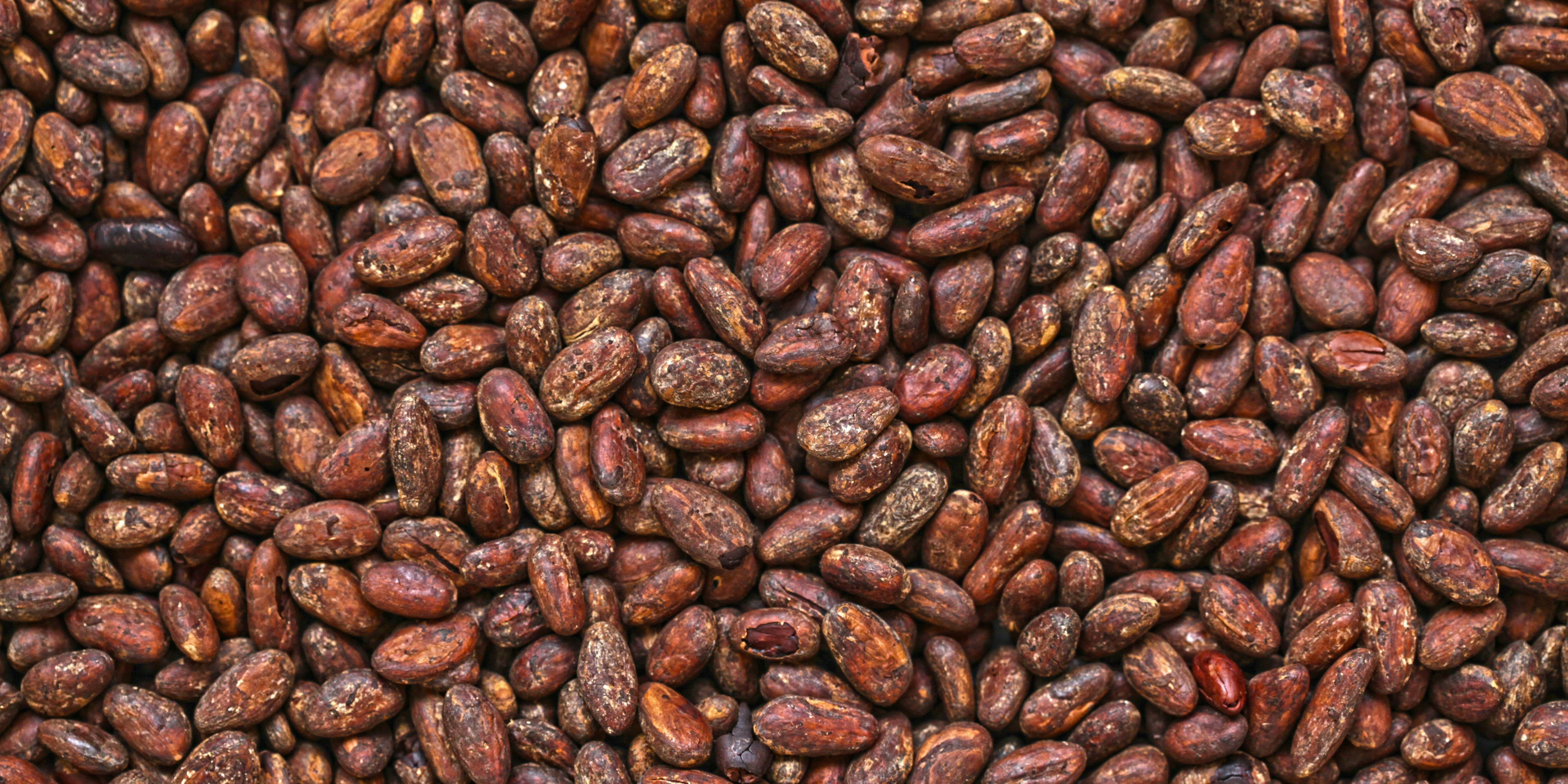 Bean-to-Bar: Czekoladowa Rewolucja od Ziarna do Tabliczki