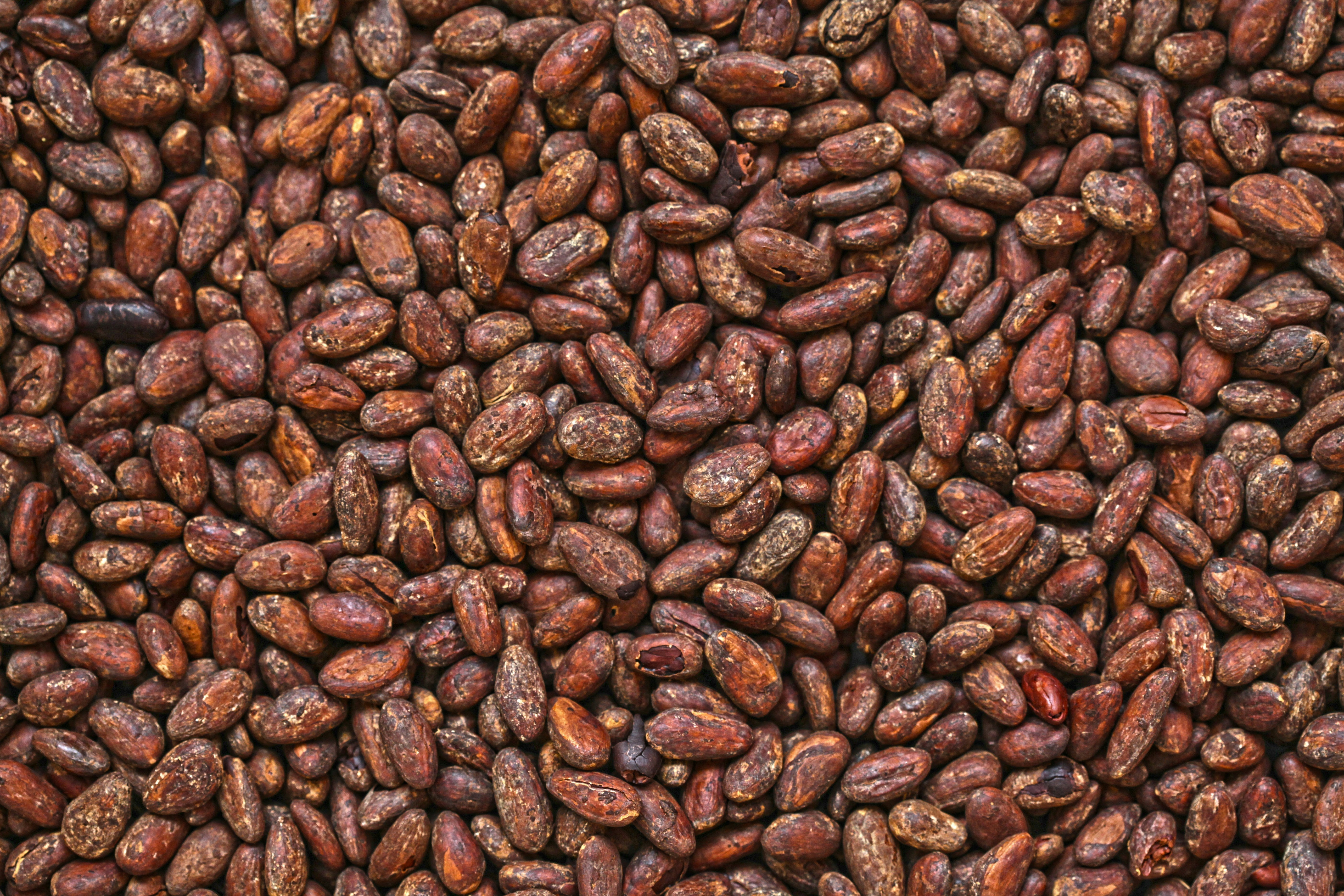 Bean-to-Bar: Czekoladowa Rewolucja od Ziarna do Tabliczki