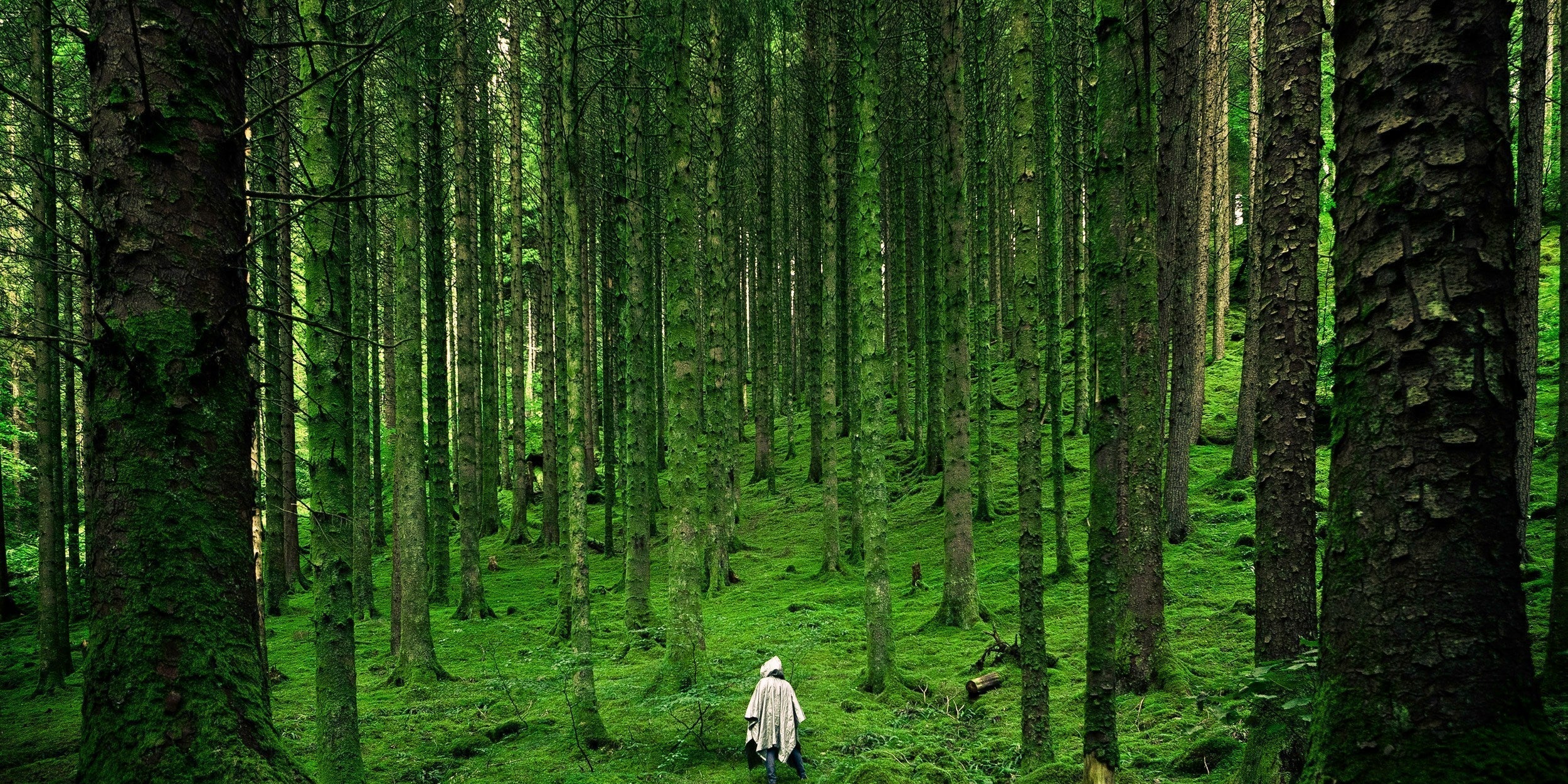 Inspirowane lasem – Smak. Zapach. Regeneracja.